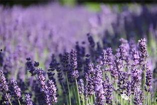 薰衣草 2016,浪漫花海中的美好时光