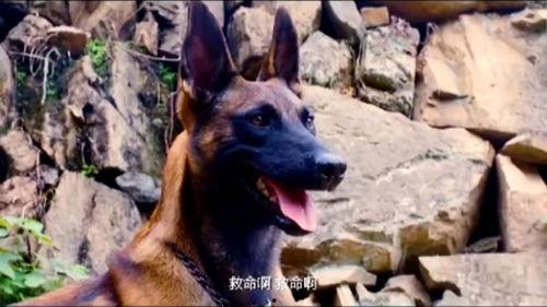 战犬出击2,勇闯禁地，忠诚守护